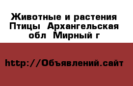 Животные и растения Птицы. Архангельская обл.,Мирный г.